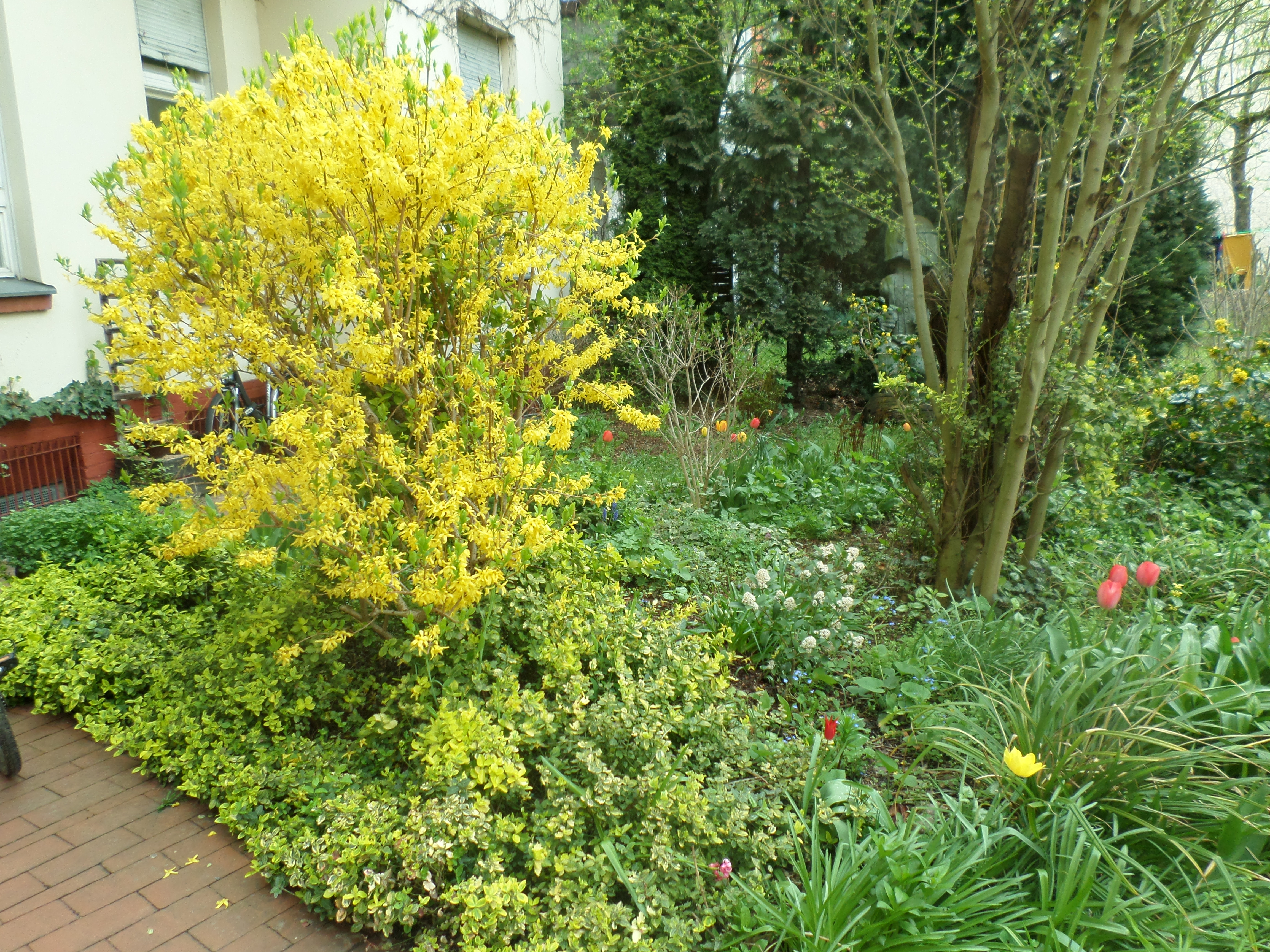 Forsythie im Hofgarten Pankow